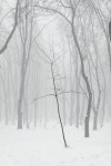 Misty winter #3