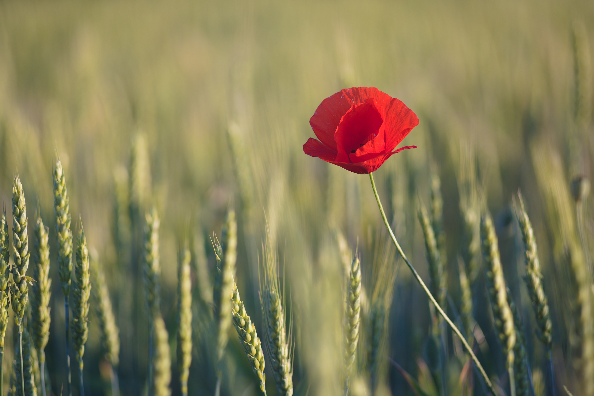 A flower for May 8th