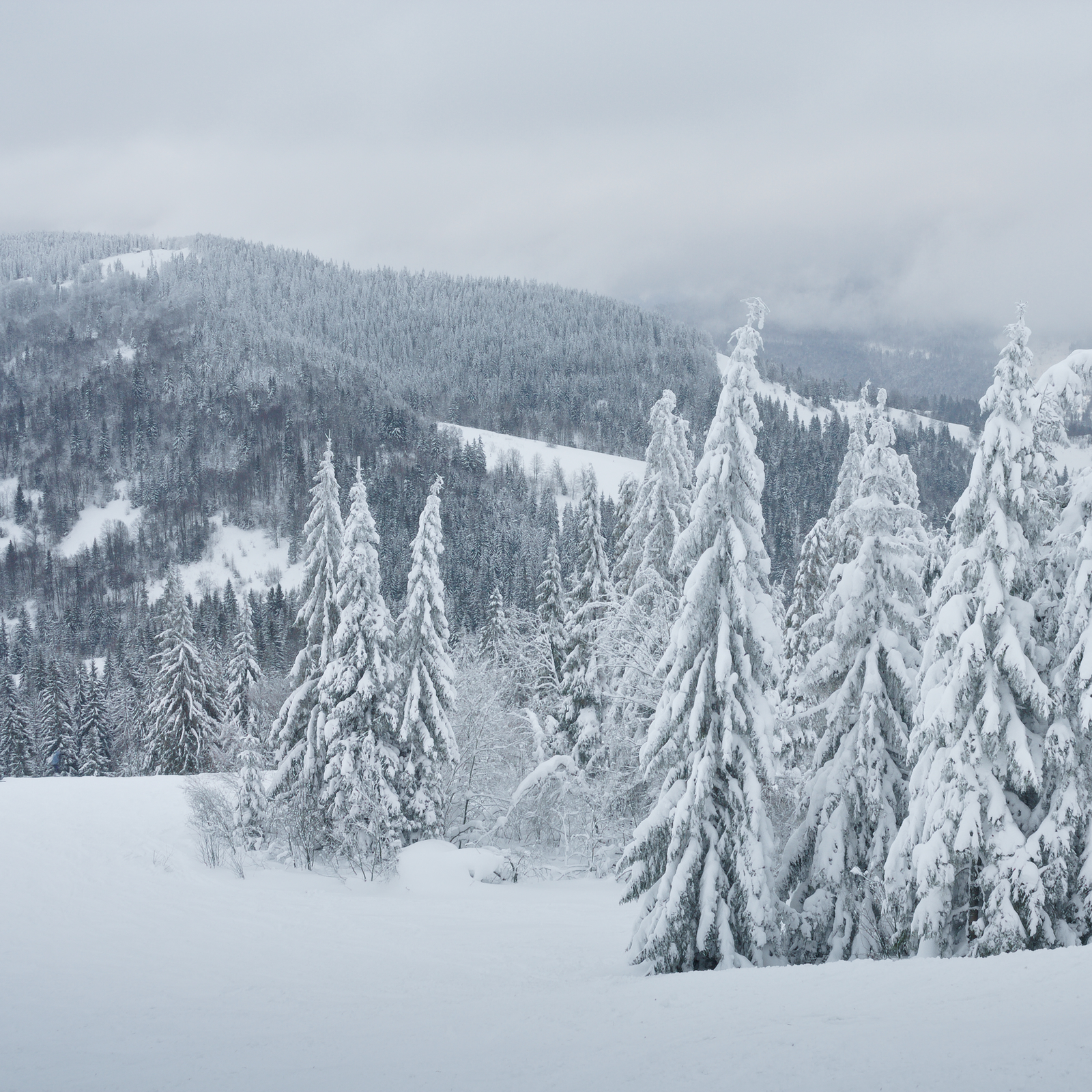 The frost that fell down and cover mountains